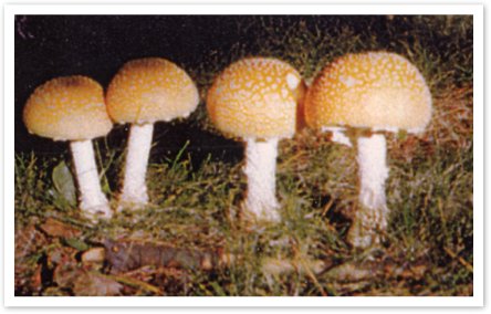 Over60varitiesofMushrooms