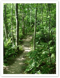 SummerwoodsFilmingRRoad0272